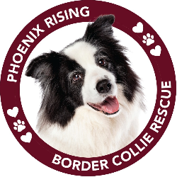 shelter logo