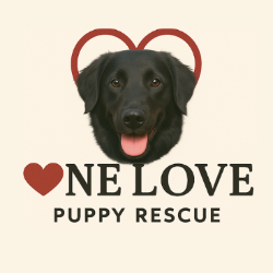 shelter logo