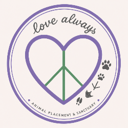 shelter logo