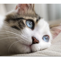 Nothin But Love Cat and Kitten Rescue