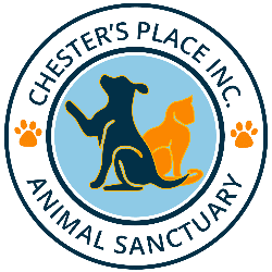 shelter logo