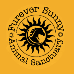 shelter logo