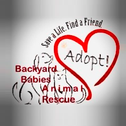shelter logo