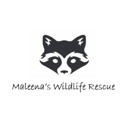 shelter logo