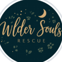 shelter logo