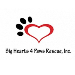 shelter logo