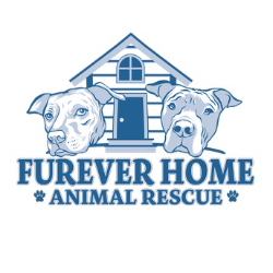 shelter logo