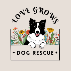 shelter logo