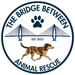 Bridge Between Animal Rescue
