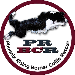 shelter logo
