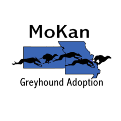 MoKan Greyhound Adoption