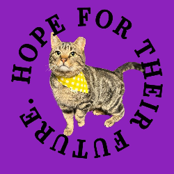 shelter logo