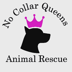No Collar Queens Animal Rescue