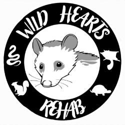 shelter logo