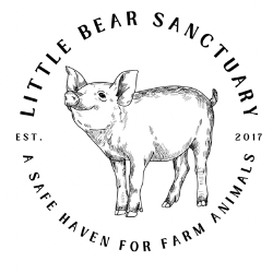 shelter logo