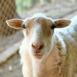 Golden Years Animal Sanctuary