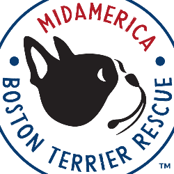 MidAmerica Boston Terrier Rescue