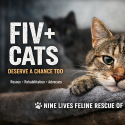 Nine Lives Feline Rescue of Miami