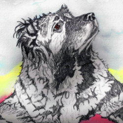 shelter logo