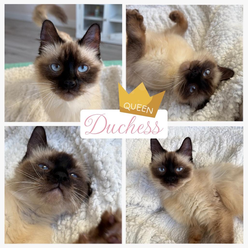 Duchess