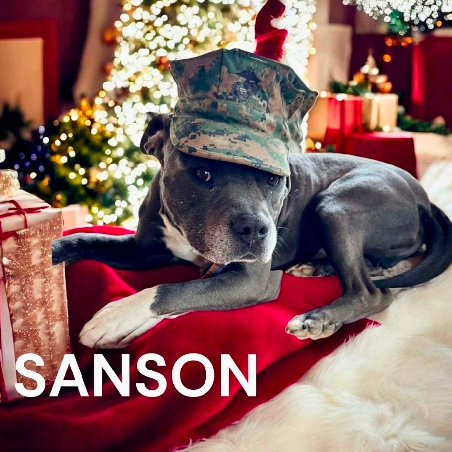 Sanson
