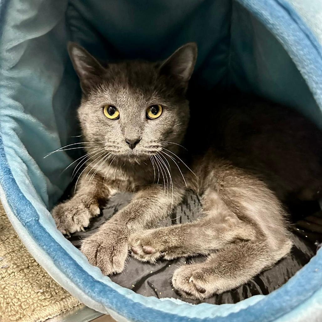 Silver Bells  FC Patsy C