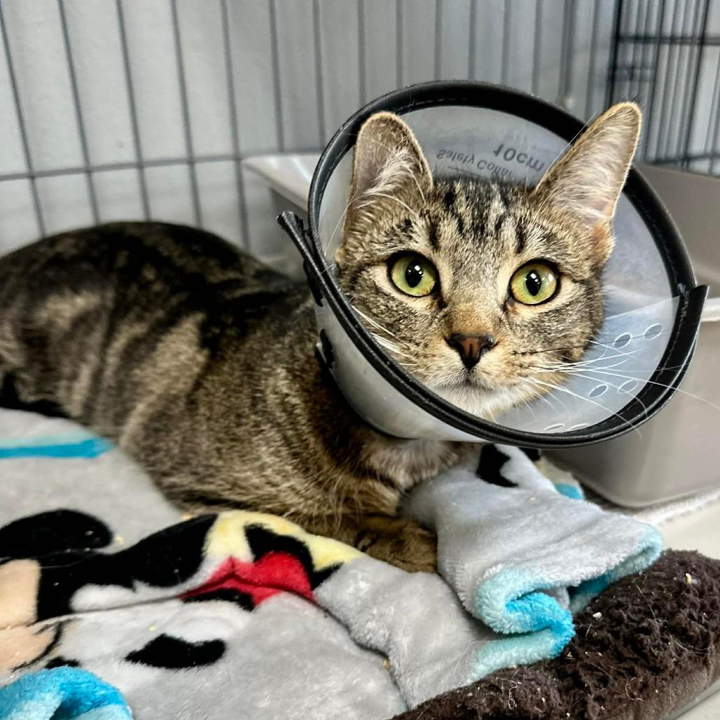 Diane- Union Petsense