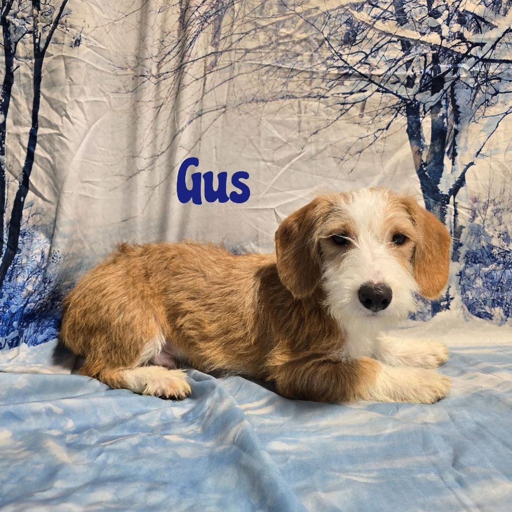 Gus