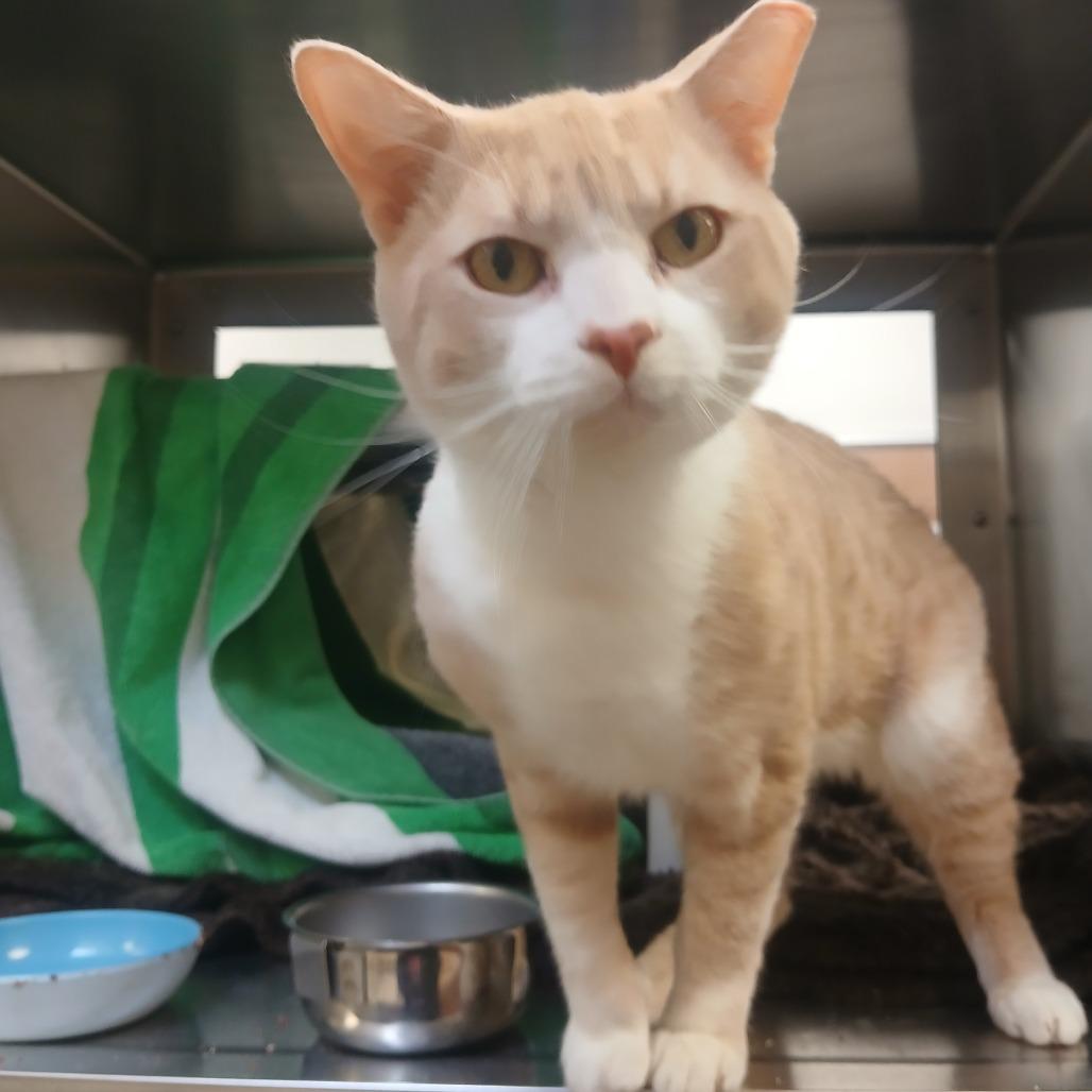 Kraft Mac and Cheese