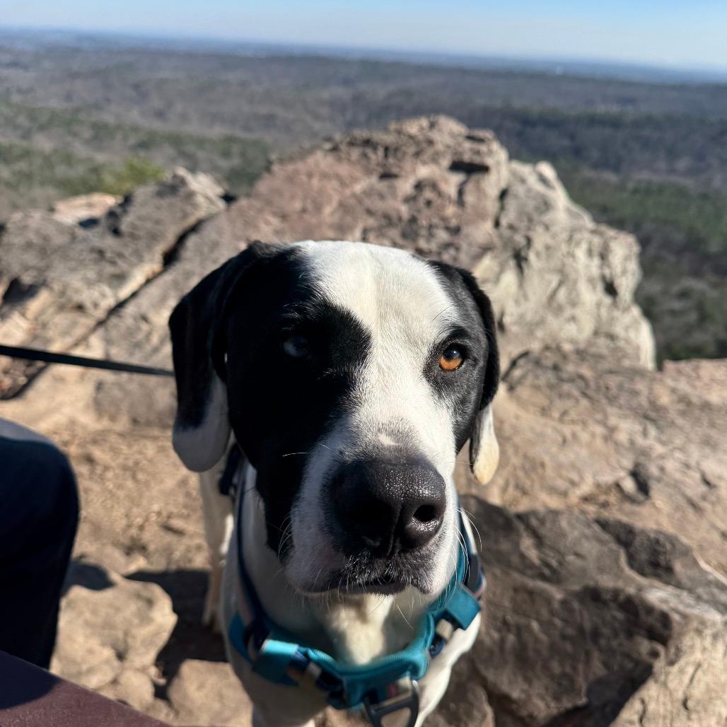 Moose (Adoption Fee-SPONSORED!) In Foster