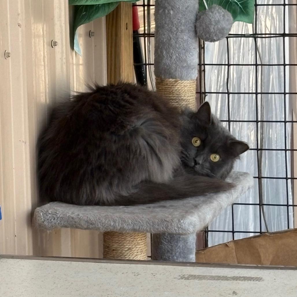 Filet O'Fish(working cat) 