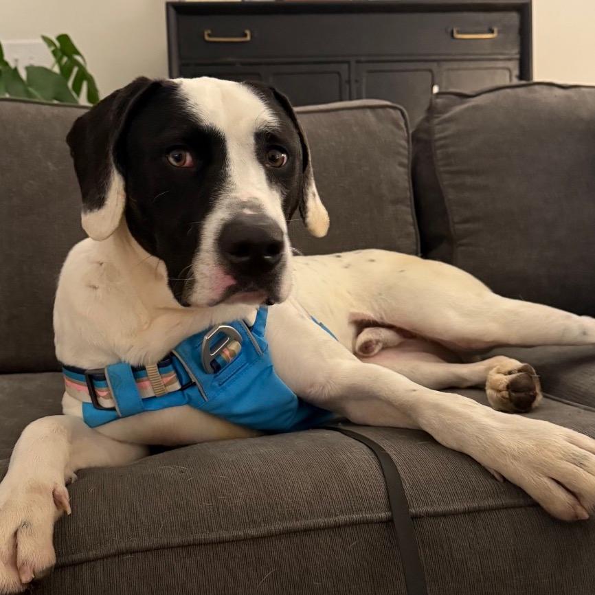 Moose (Adoption Fee-SPONSORED!)