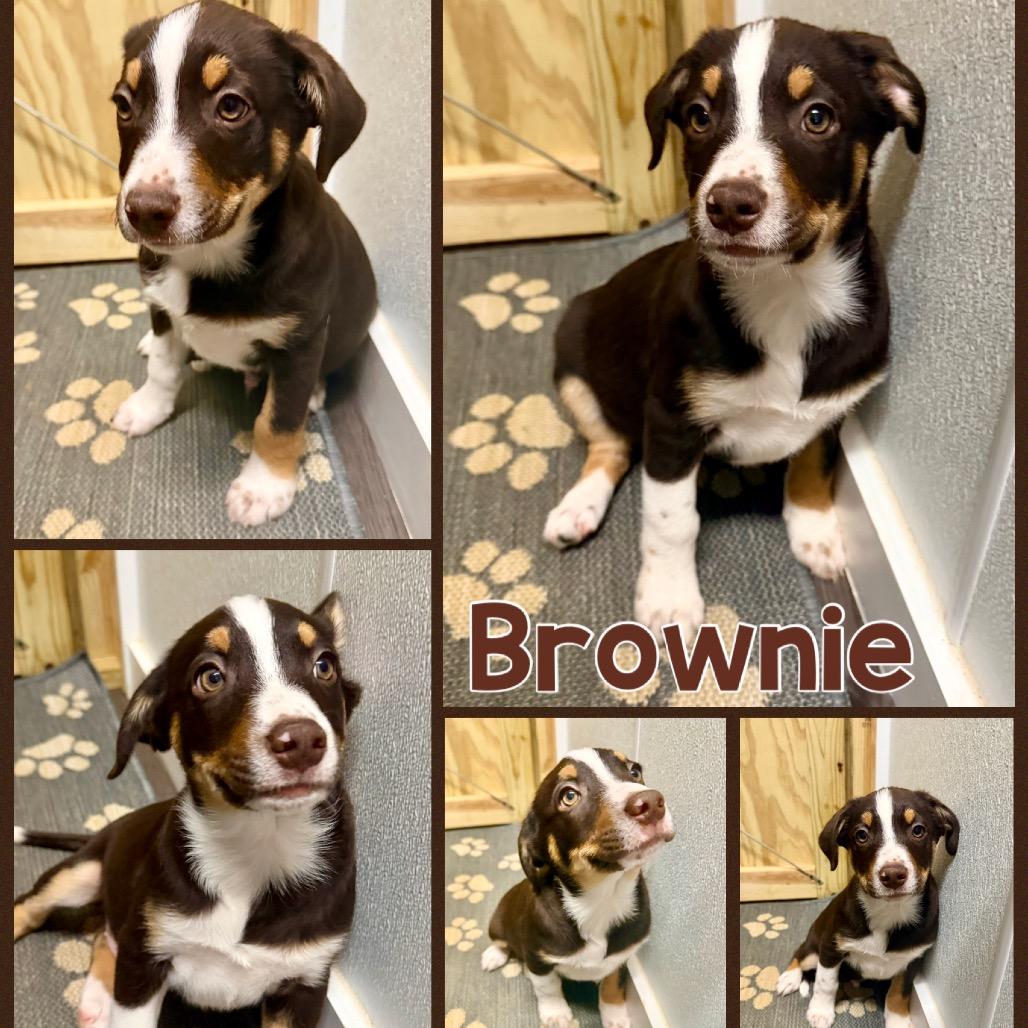 Brownie