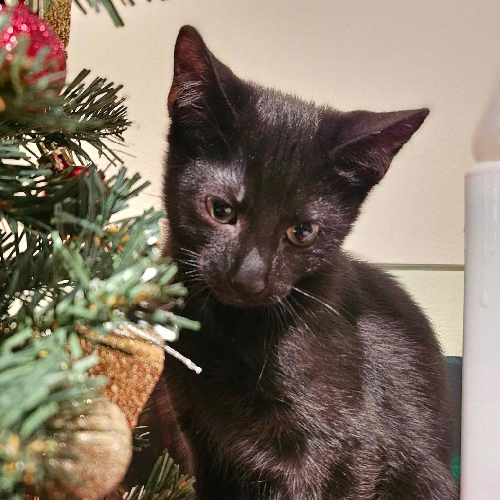 Pozu (paired with Ponyo)