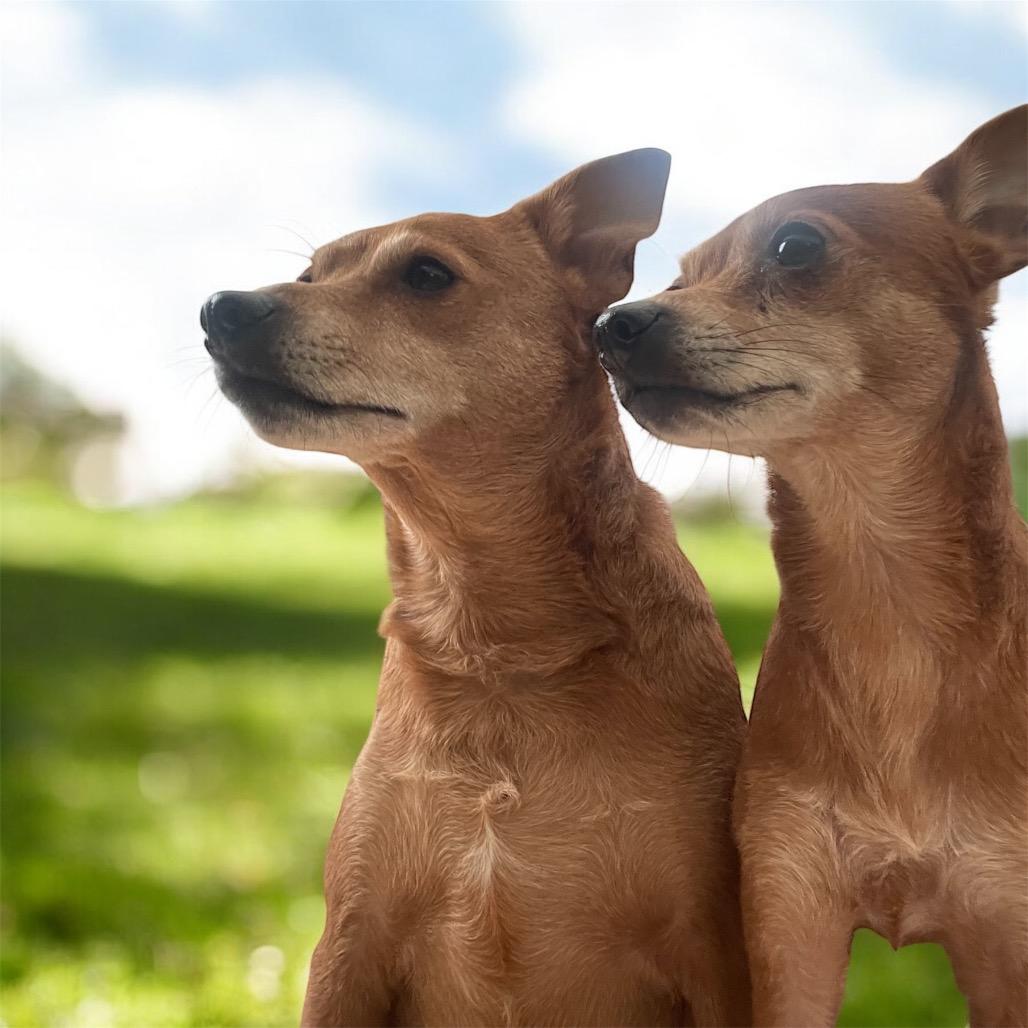 TY (bonded w/Pee Wee)