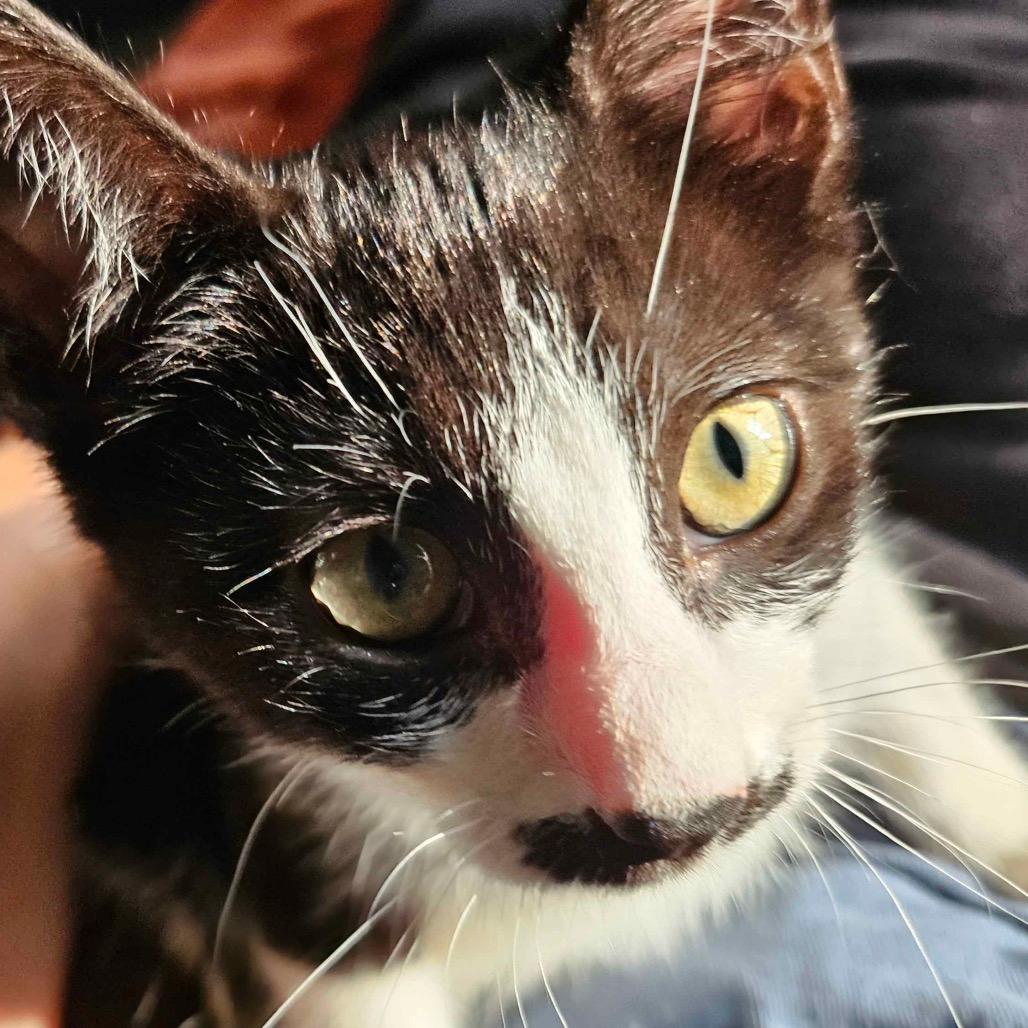 Ponyo (paired with Pozu)