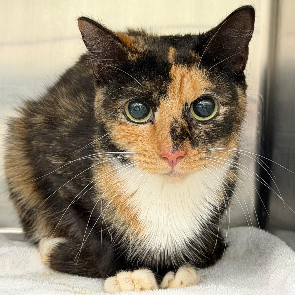 Strawberry Shortcake