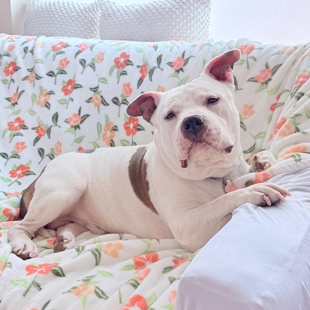 Hulk-In foster-50% off*see my video!!*