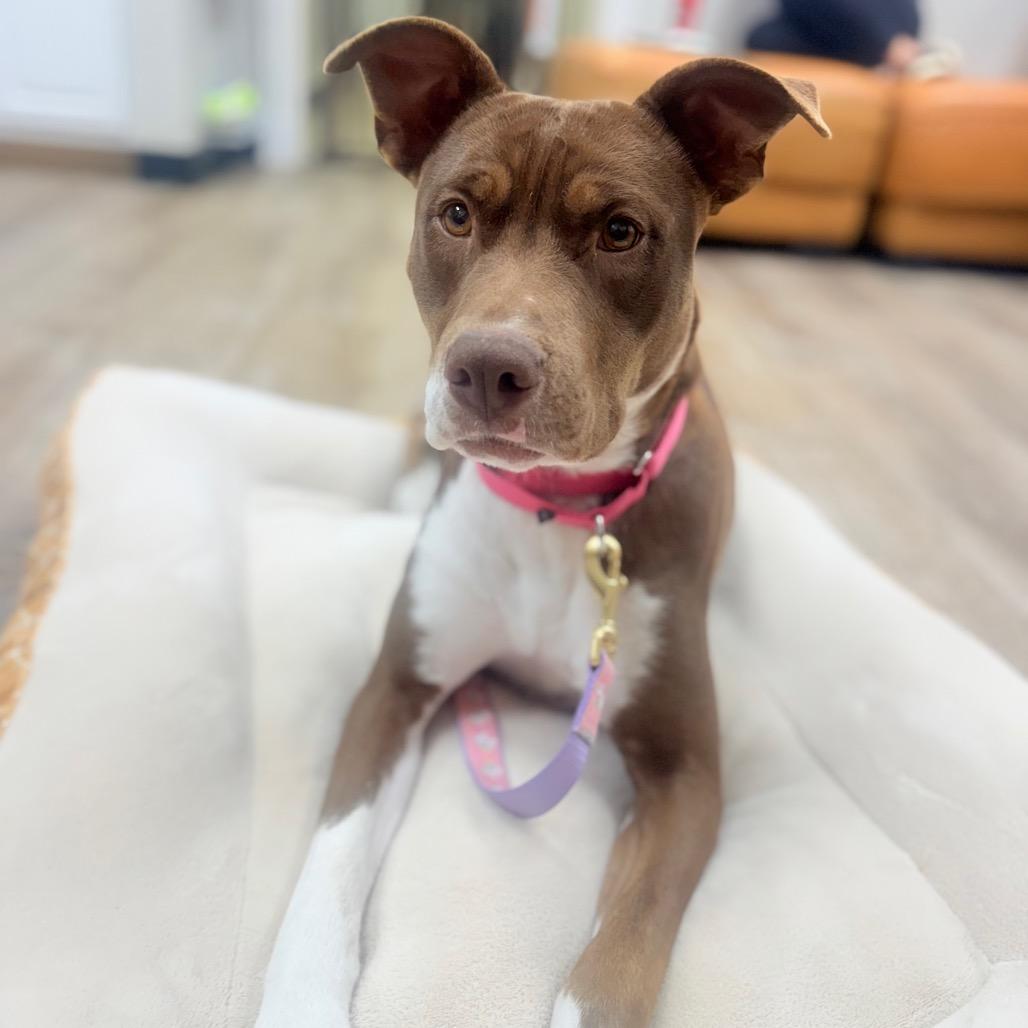 988 (2025) Mama Pepita 