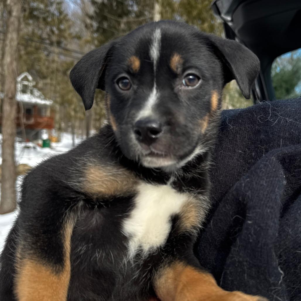 NY April Avail Jan 10th (Tractor Supply Patterson)