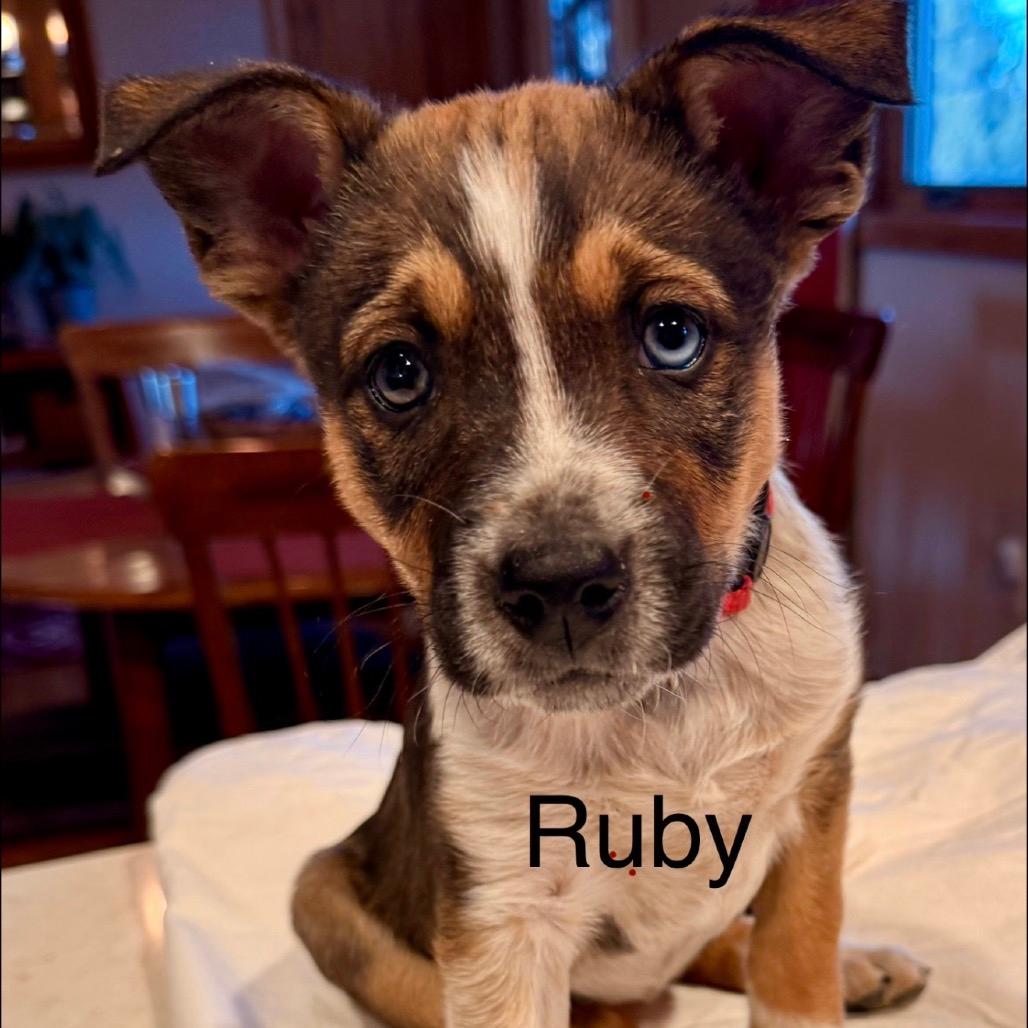 737 C (2025) Ruby