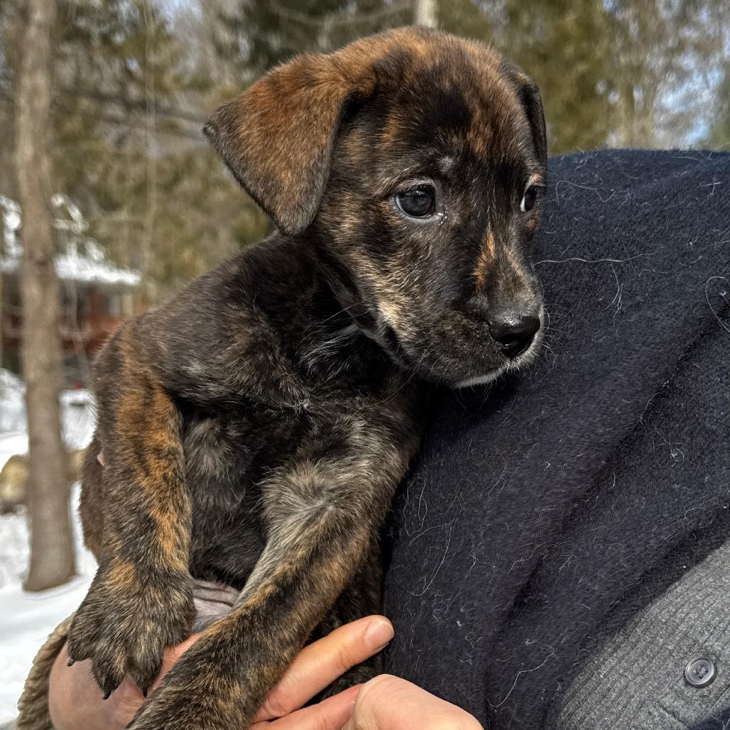 NY June Avail Jan 10th (Tractor Supply Patterson)