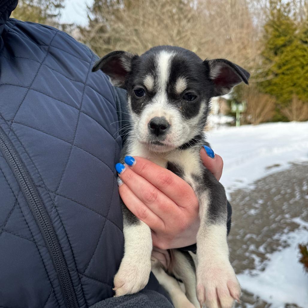 NY Poppy Avail Jan 10 (Tractor Supply Patterson)