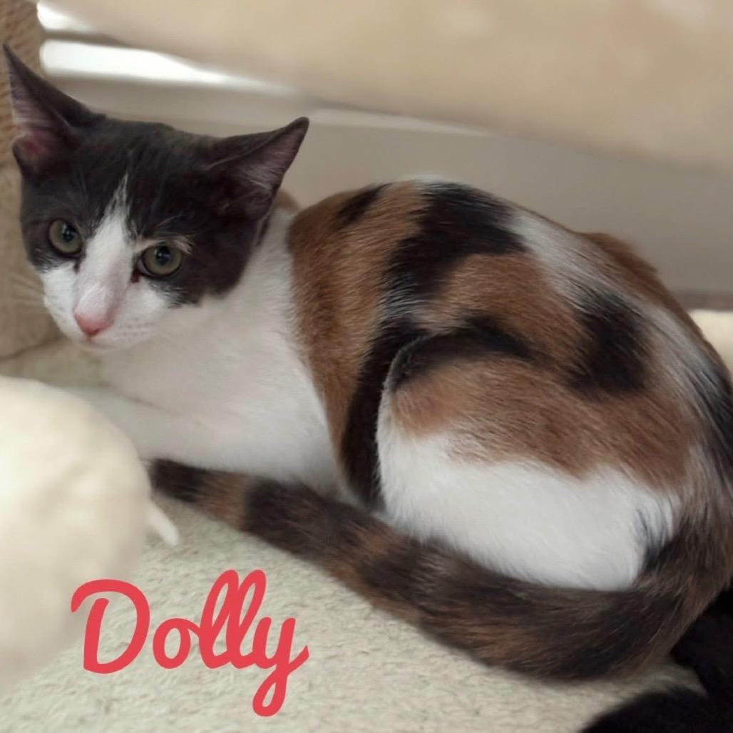 Dolly