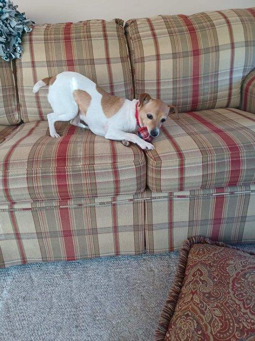 Adoptable Dogs & Puppies in WV