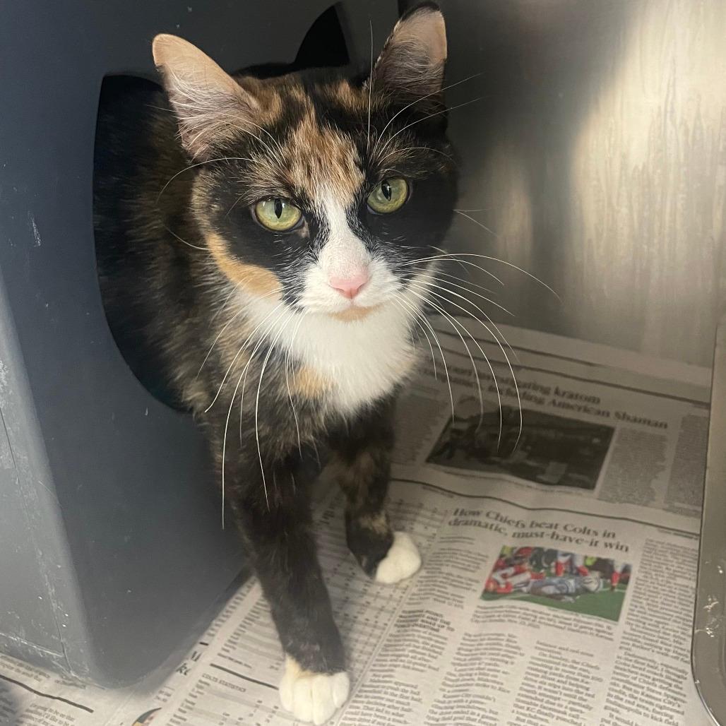 Jellybean (25-14038)