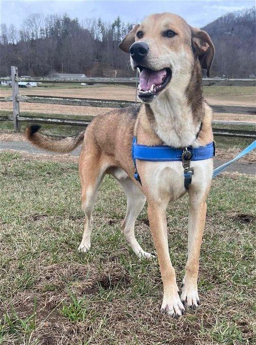 Adoptable Dogs & Puppies in Kingsport, TN