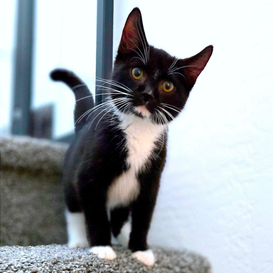 Miso