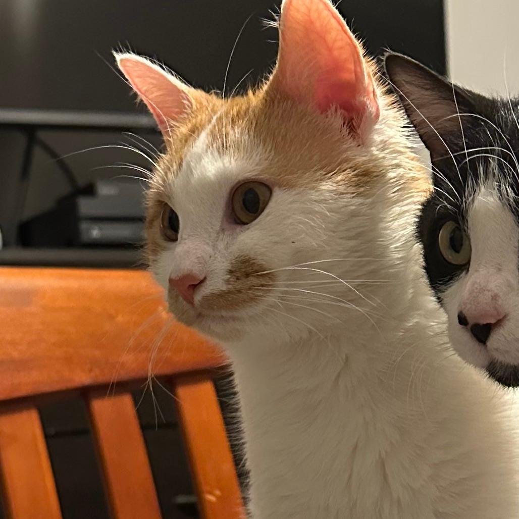 Viserion *Meet me at Lakeville Petsmart*