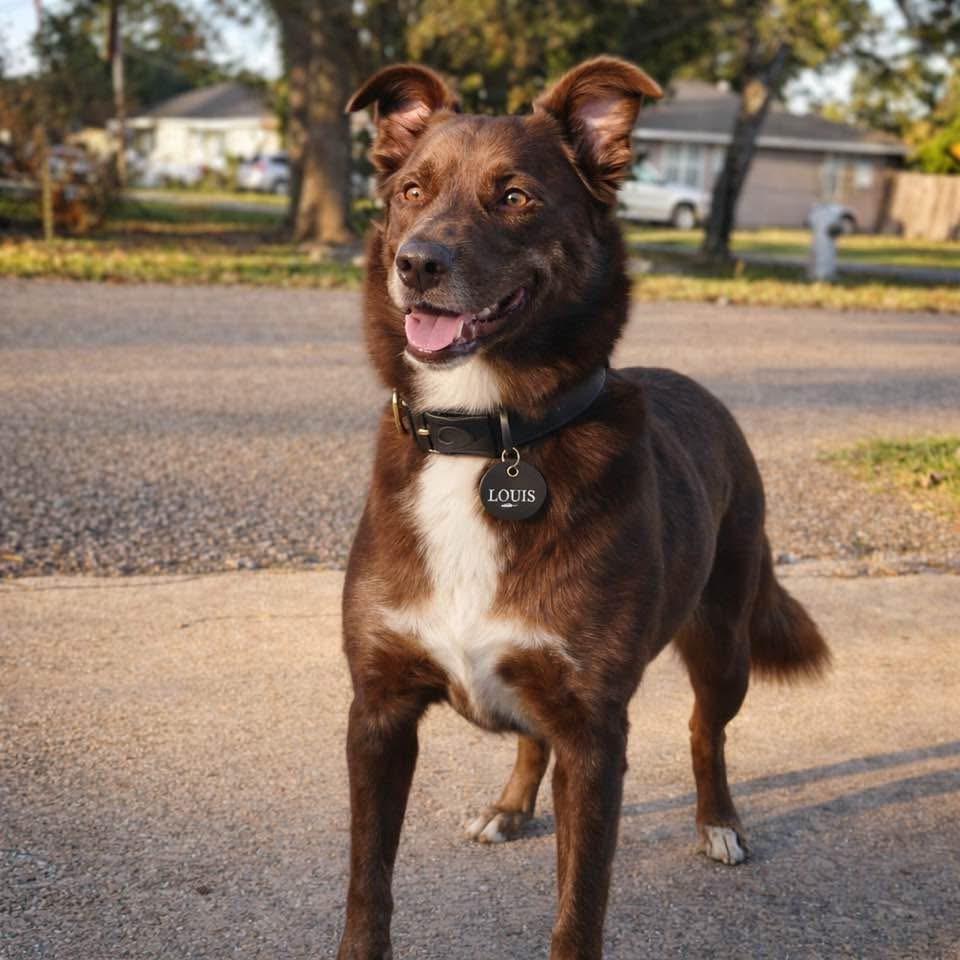 Louis (Reduced Rover)